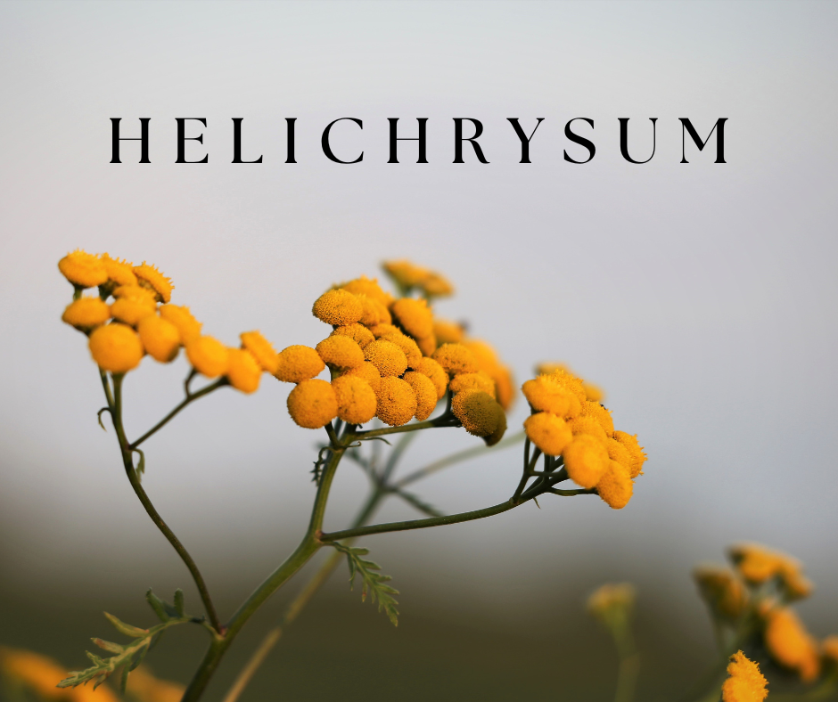 Helichrysum: Essential Oil Spotlight